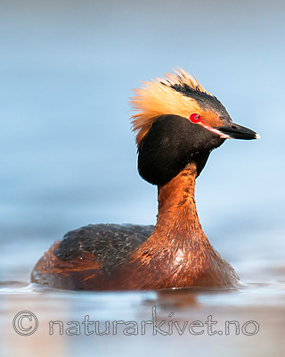 BB 10 0378 / Podiceps auritus / Horndykker